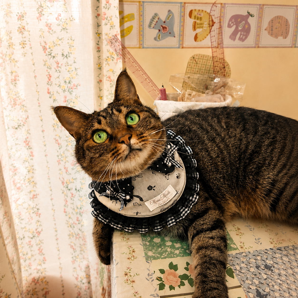 Jojo, one of the rescued cats behind mimi mode